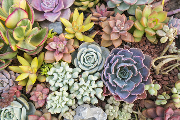  Miniature succulent plants in garden - Powered by Adobe
