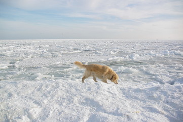 dog on the frozen sea