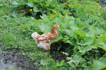 Huhn im Garten