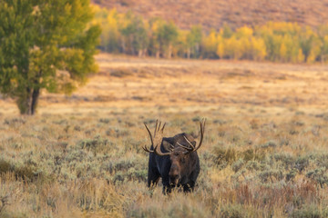 Bull Shiras Moose in Wyoming in Fall