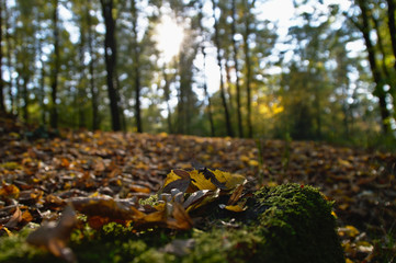 Mossy Timber in the woods
