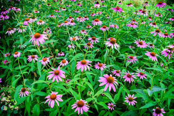 Pink flowers of Echinacea in the Park.