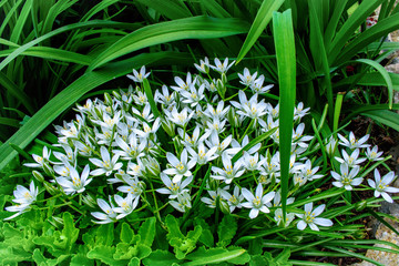 Spring white flowers with green leaves.
