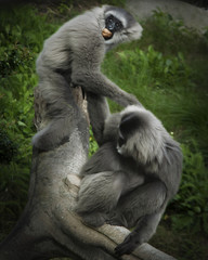 Silvery Gibbons