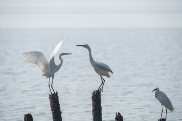 White Egret on a lagoon