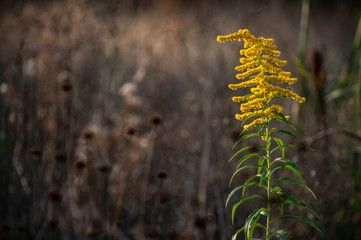Goldrute bei Sonnenuntergang im Gegenlicht