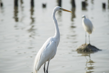 White Egret on a lagoon