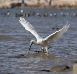 Black-faced Spoonbill in waterland