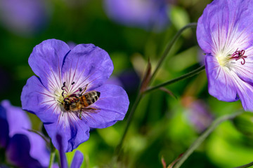 Honeybee collecting nectar pollen from a purple geranium Rozanne (Gerwat) also known as the Jolly...