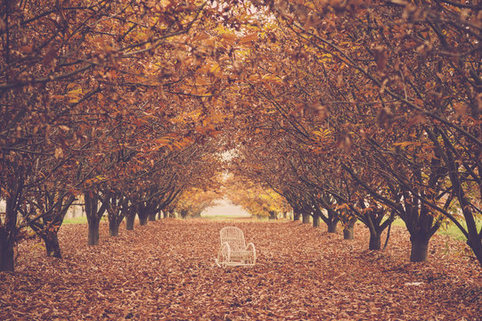 Autumn sad concept with a white chair in the middle of the red and yellow forest. Light at the end. road with a le<fs orange and yelow ground floor. timeless seasonal image