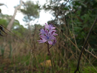 Orchidea selvatica