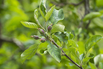 frucht fruit farbe natur close up nature food eat fresh color garden plant flora makro macro no people day