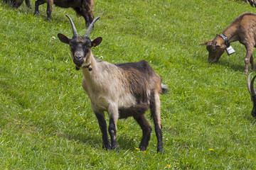 goat ziege tier animal nature color garden no people day italy italien südtirol alto adige