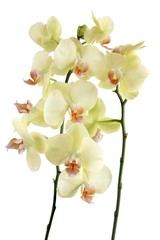 Fototapeta na wymiar yellow orchid phalaenopsis close up