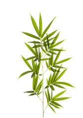 Fototapeta na wymiar Bamboo leaves isolated on white background