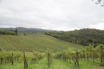 Fototapeta na wymiar vineyard in italy