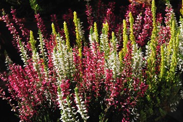 pink,purple and white flowers of heather plants at autum,color image,n
