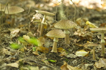mushroom in forest