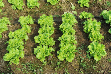 lettuce plant in field
