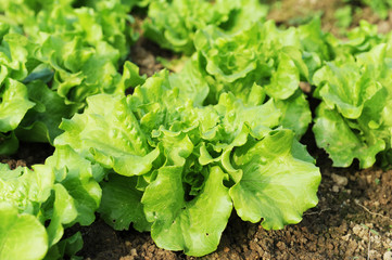 lettuce plant in field