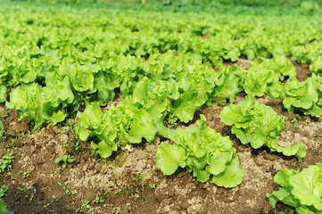 Fototapeta na wymiar lettuce plant in field