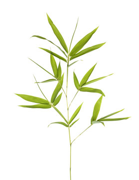 Bamboo leaves isolated on white background