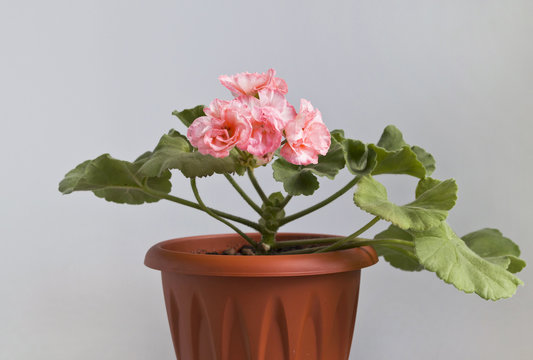 geraniums pink in a pot on a gray background