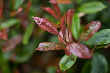 Irish Leaves Close Up