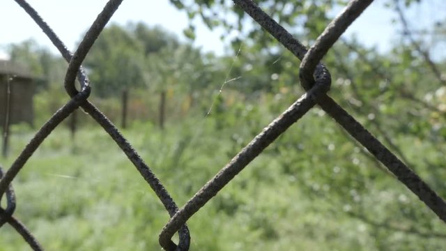 Chain link fence, sunny day, green grass and trees on background
