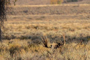 Fototapeta na wymiar Bull Shiras Moose in Wyoming in Fall