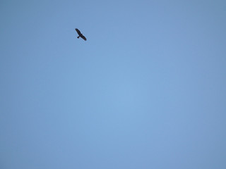 Aquila reale