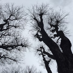 Fototapeta na wymiar Silueta de un árbol en invierno