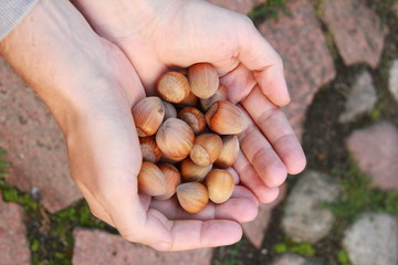 Hazelnuts in the palms of hands