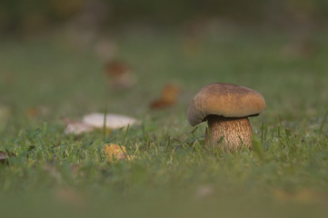 mushroom in moss