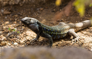 Lézard