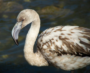 Fototapeta premium portrait of young flamingo