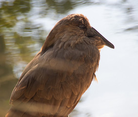 grey bird in the water