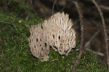 mushroom in the forest