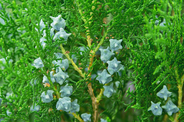 Beautiful Tuya with cones in the Park.