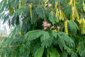 Mimosa tree flowering in the Danube Delta
