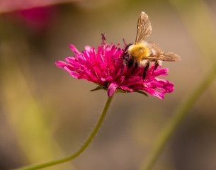 bee on flower