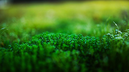 Naklejka premium Tiny grass hill