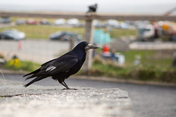 A single Crow