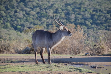 Waterbuck, South Africa