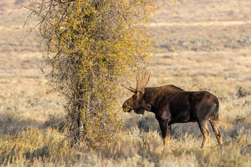 Bull Shiras Moose in Wyoming in Fall