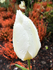 Tulip with Water Droplets 