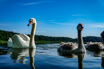 Schwäne auf dem See