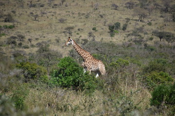 Giraffe, South Africa