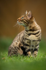 Bengal Cat Outdoor
