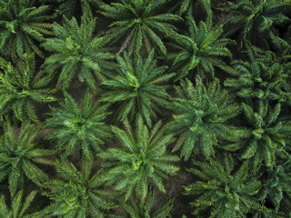 Palm tree forest in Thailand, aerial view
